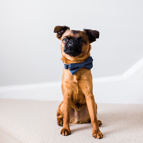 INSTA-DOGS: @WALTER_CHESTNUT_III