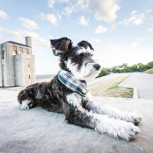INSTA-DOG: ZERO THE MINI SCHNAUZER