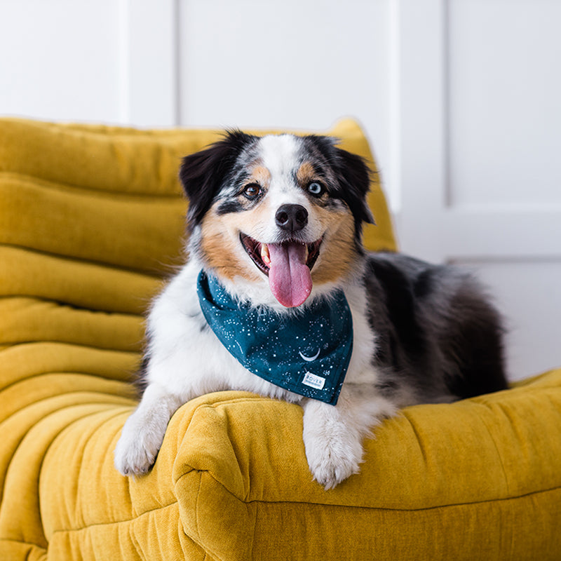 Find Your Dog’s Signature Style Based on their Zodiac Sign