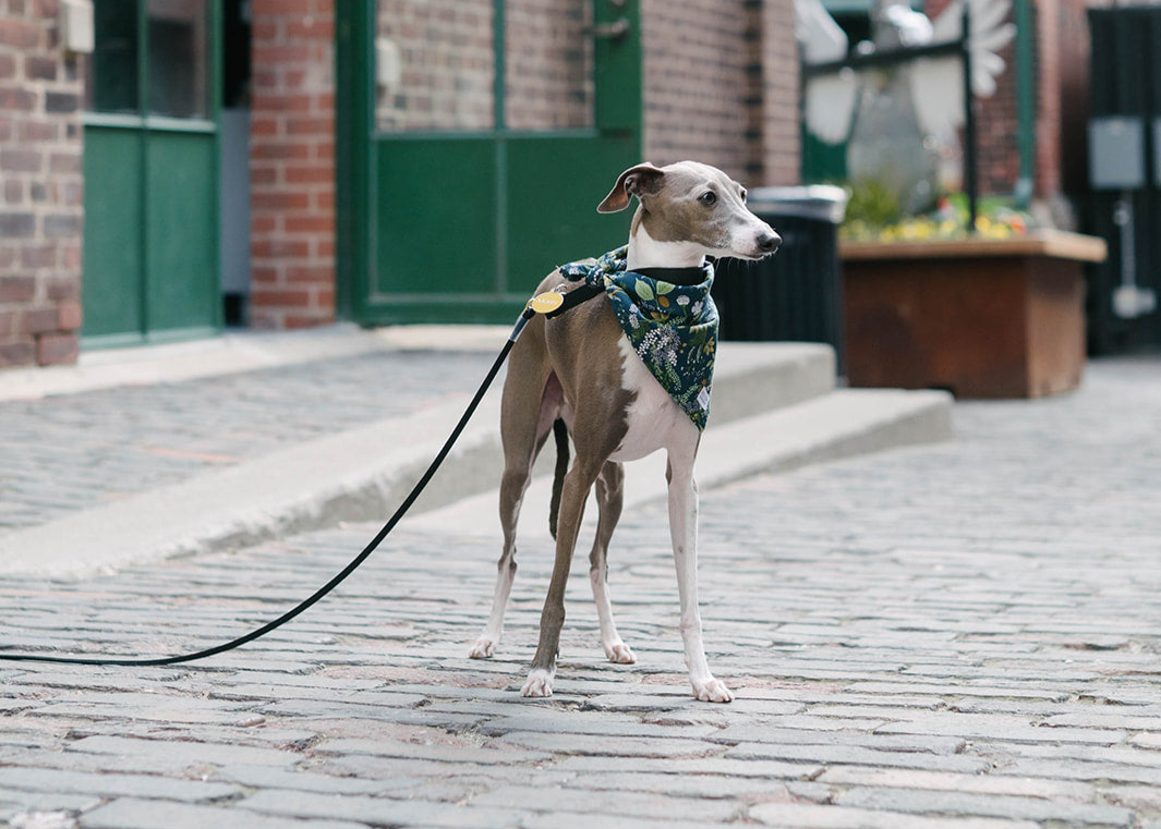 Waterproof Dog Collars