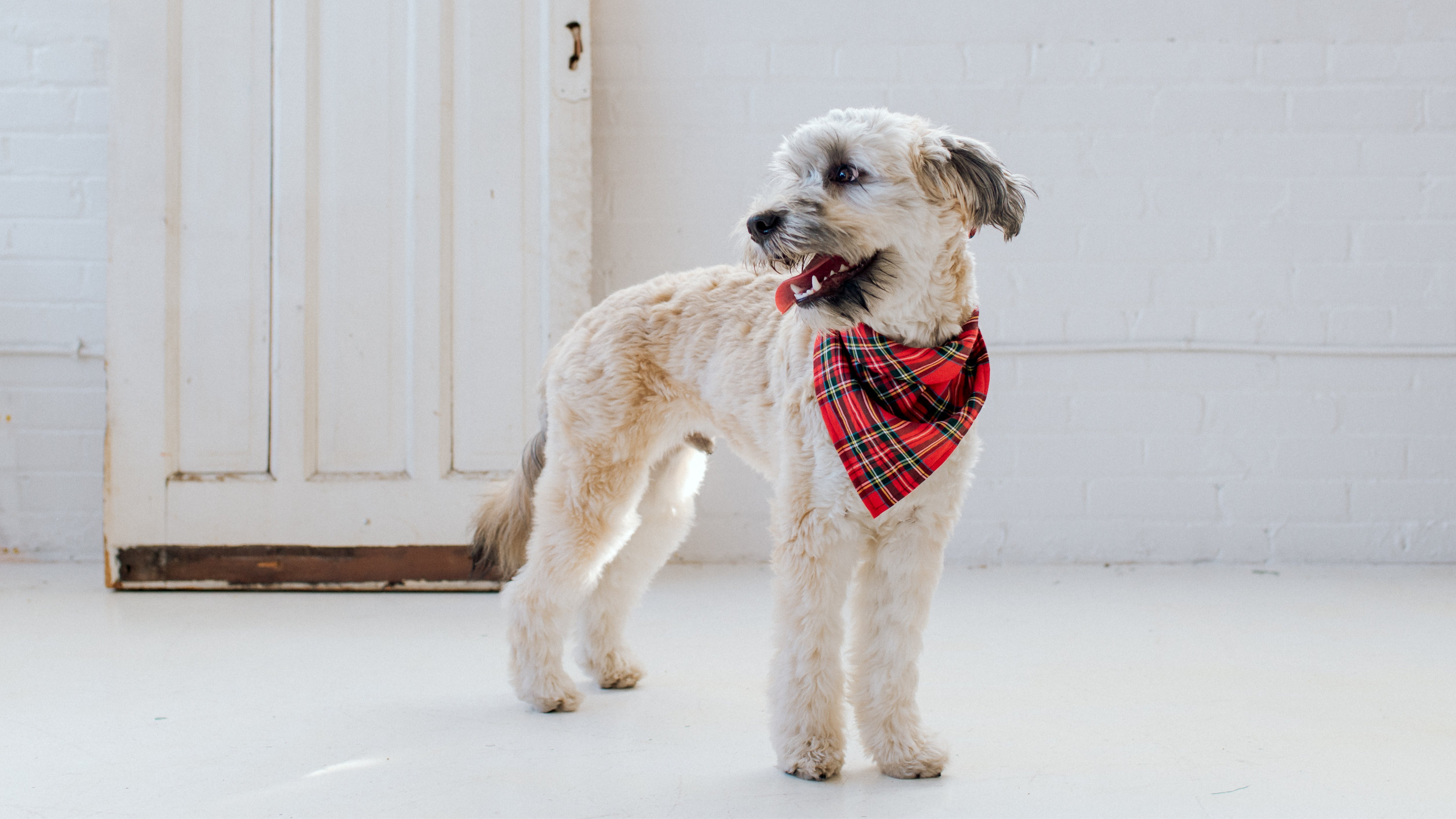 Plaid & Gingham Collection