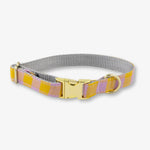 Dog collar with a gold buckle on a white background