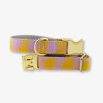 Dog collar with gold buckle on a white background