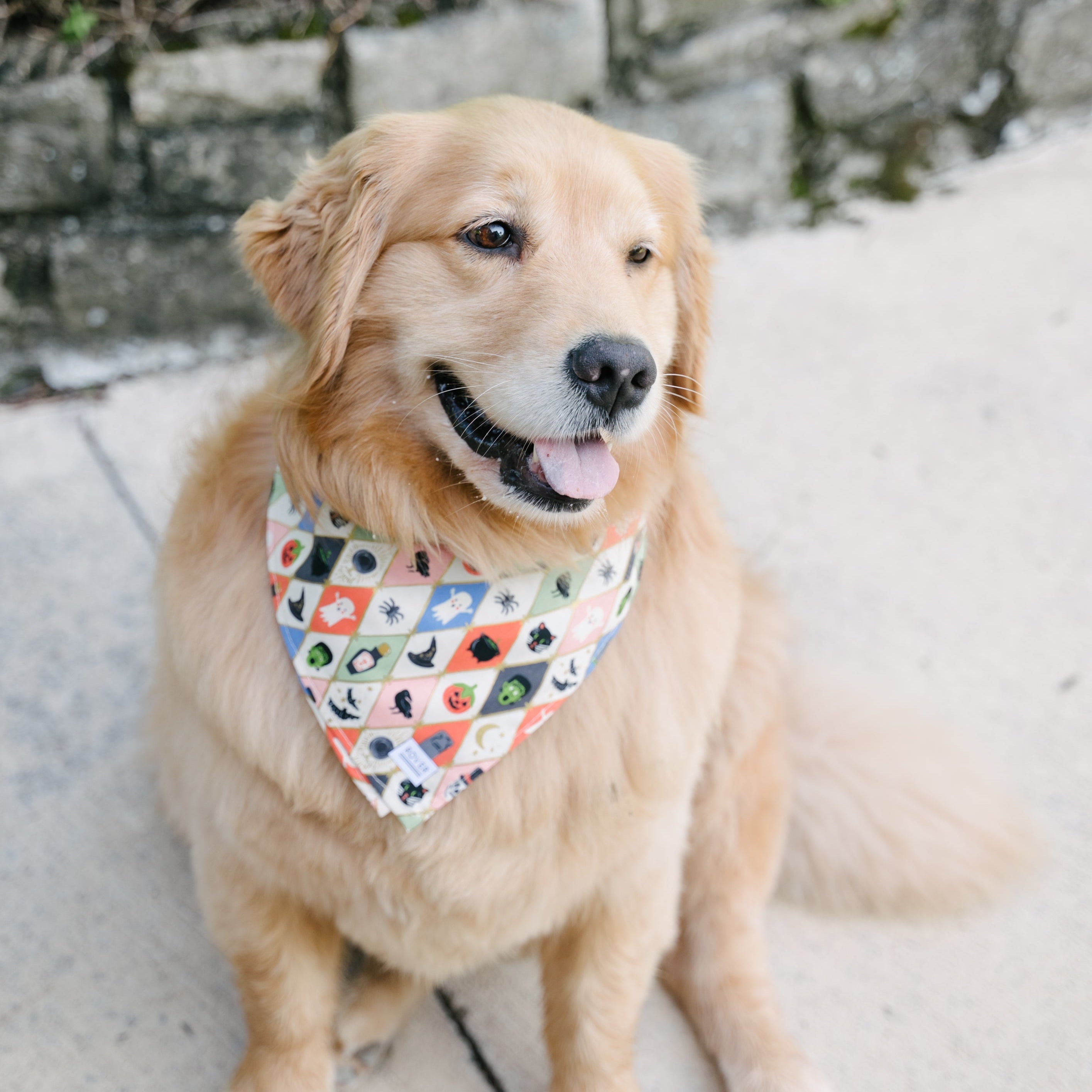 A golden retriever dog sitting outdoors on a concrete path, wearing a patterned bandana with colorful fish illustrations.