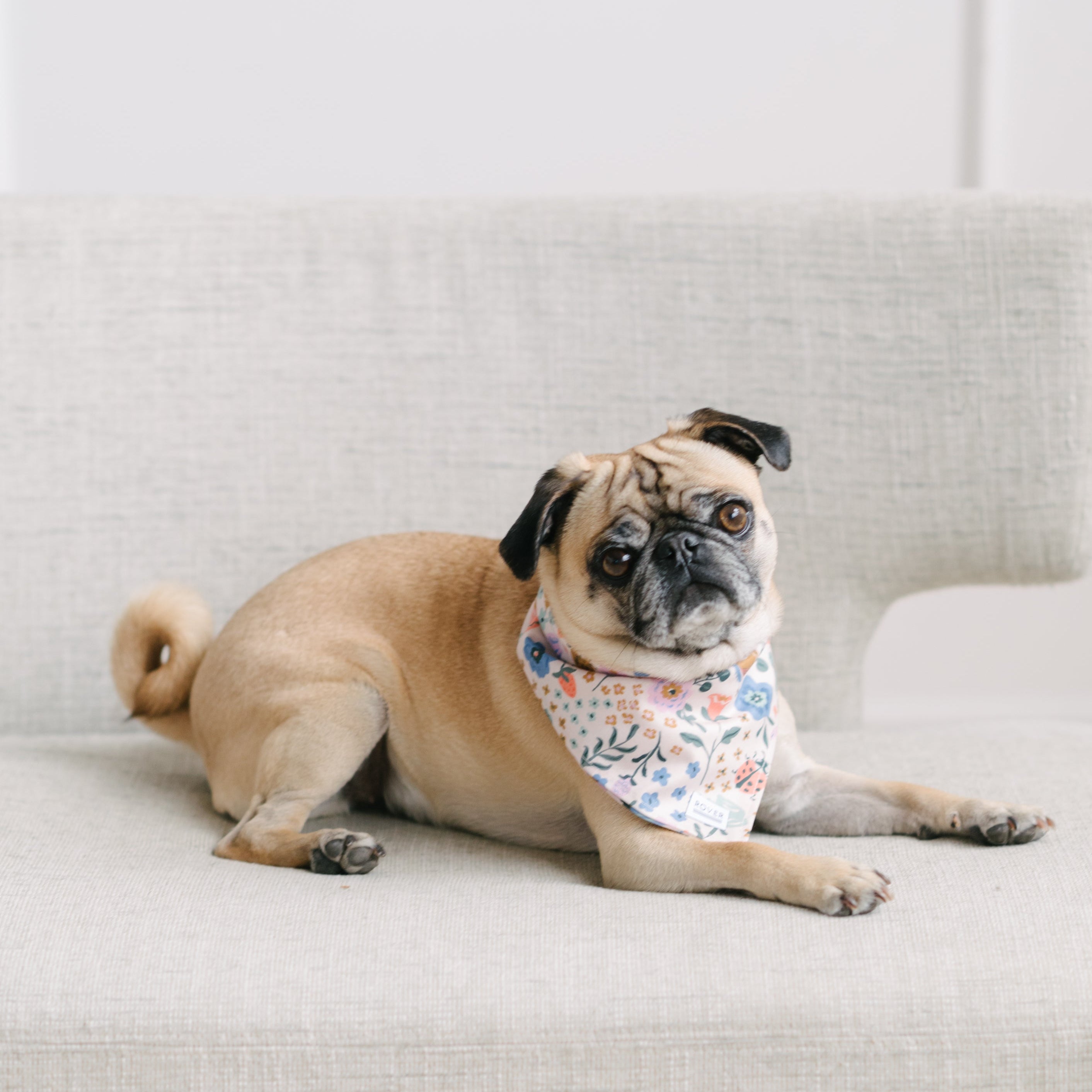 butterfly dog bandana