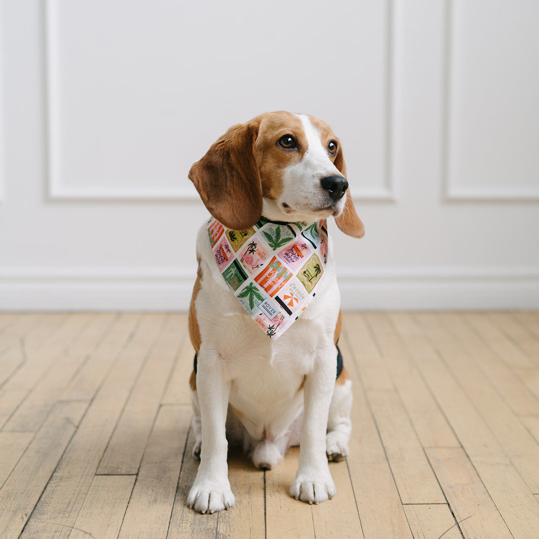 Dog wearing a colorful bandana sitting on a wooden floor with a white paneled wall in the background