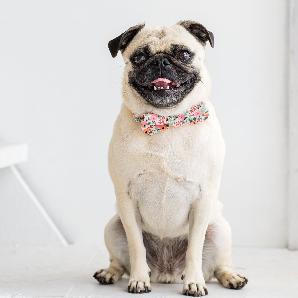 pug in a flower bow tie