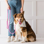 Dog wearing a bandana sitting next to a person holding a pink leash on a white floor.