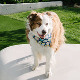 sardine dog bandana
