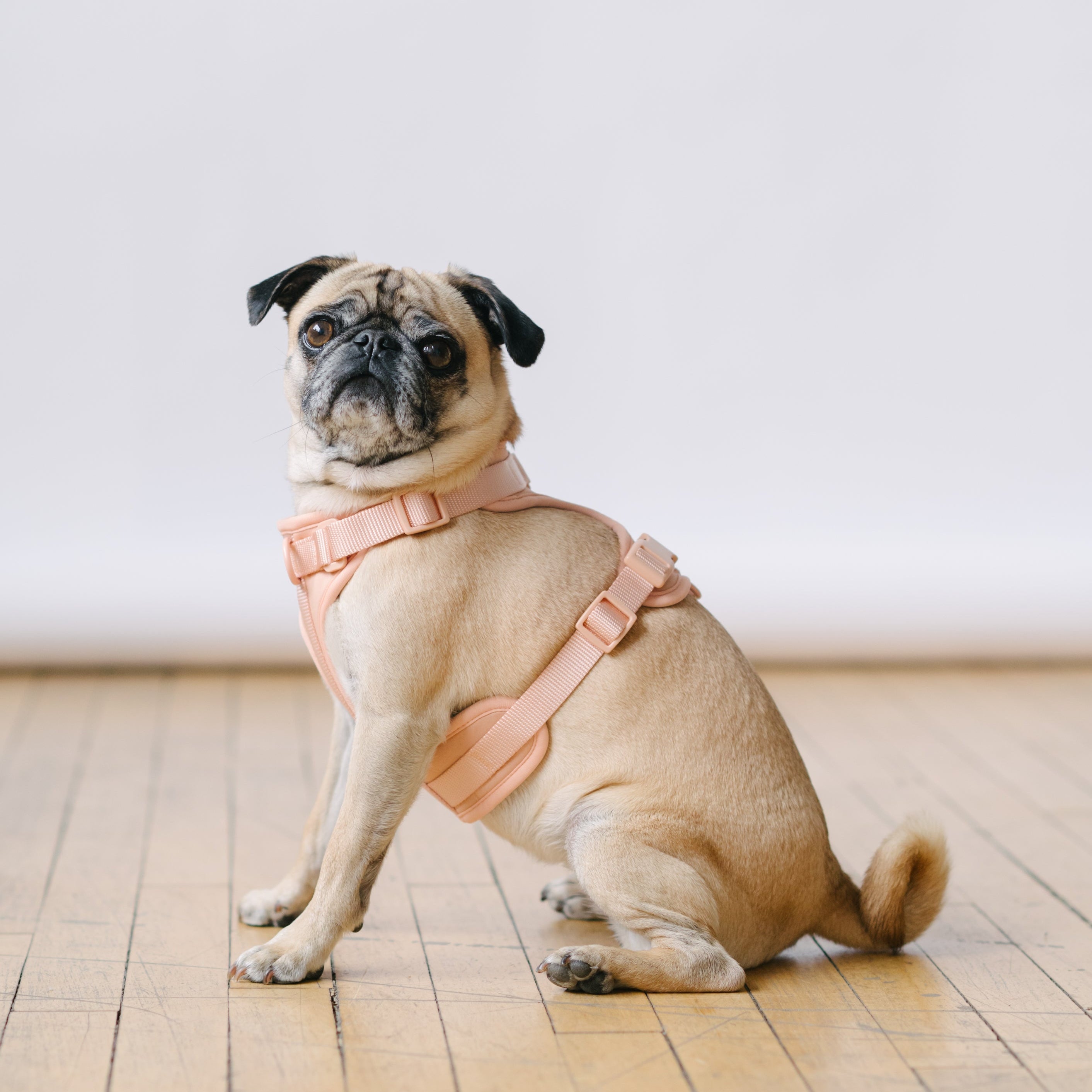 dog harness