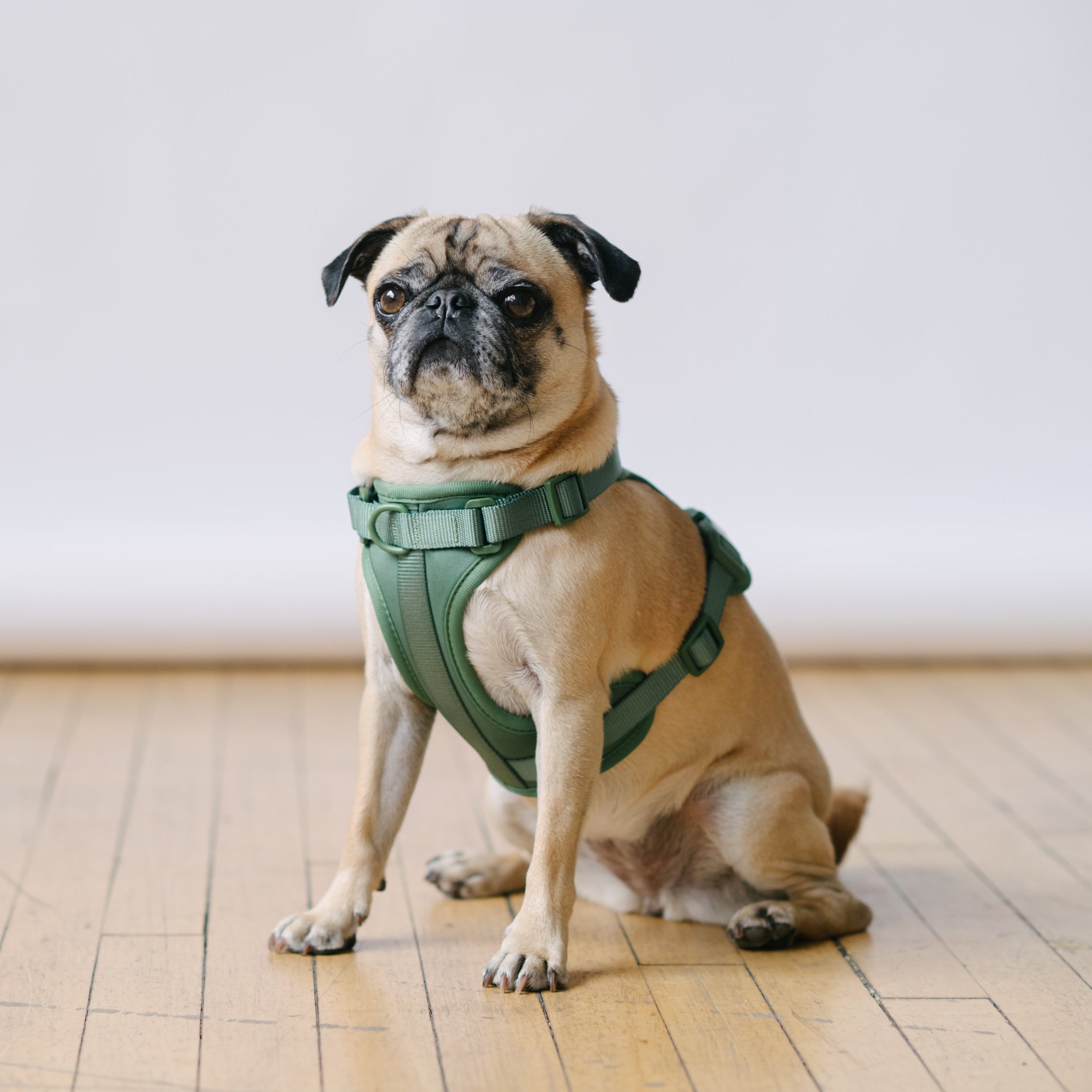 green dog harness