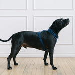 navy dog harness