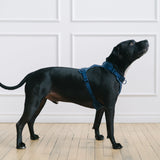 navy dog harness