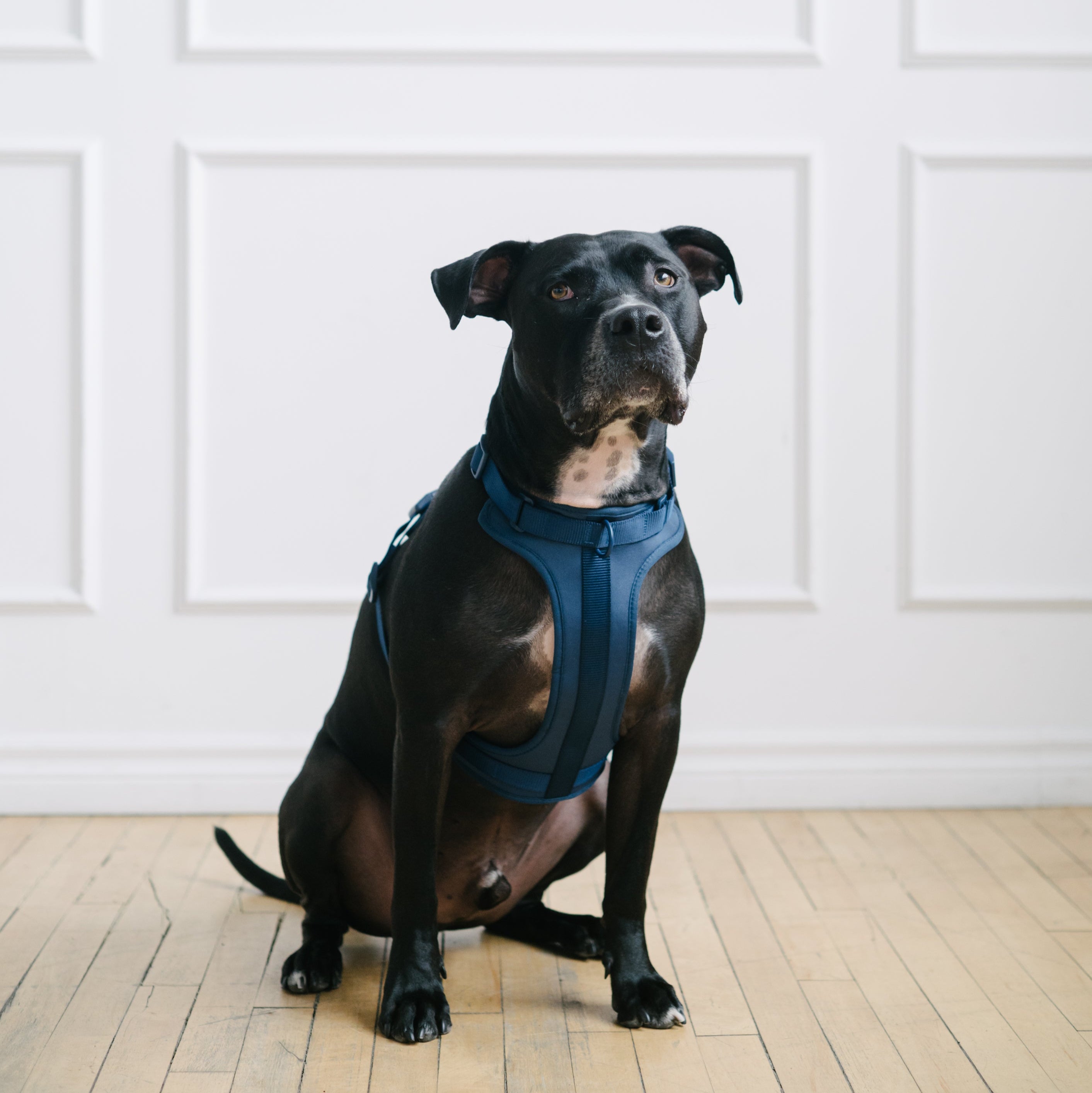navy dog harness