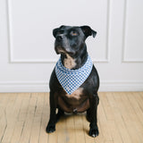 blue gingham dog bandana