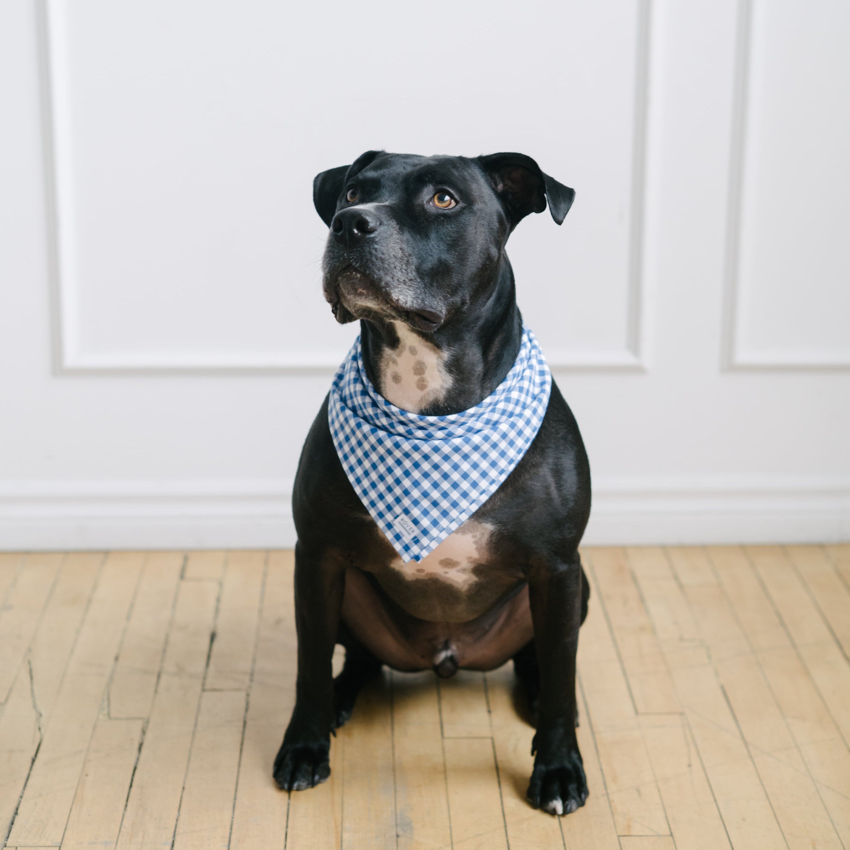 blue gingham dog bandana
