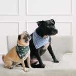 blue gingham dog bandana