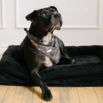 A black dog lying on a black pet bed on a light wood floor, wearing a patterned bandana. The background is a white paneled wall.