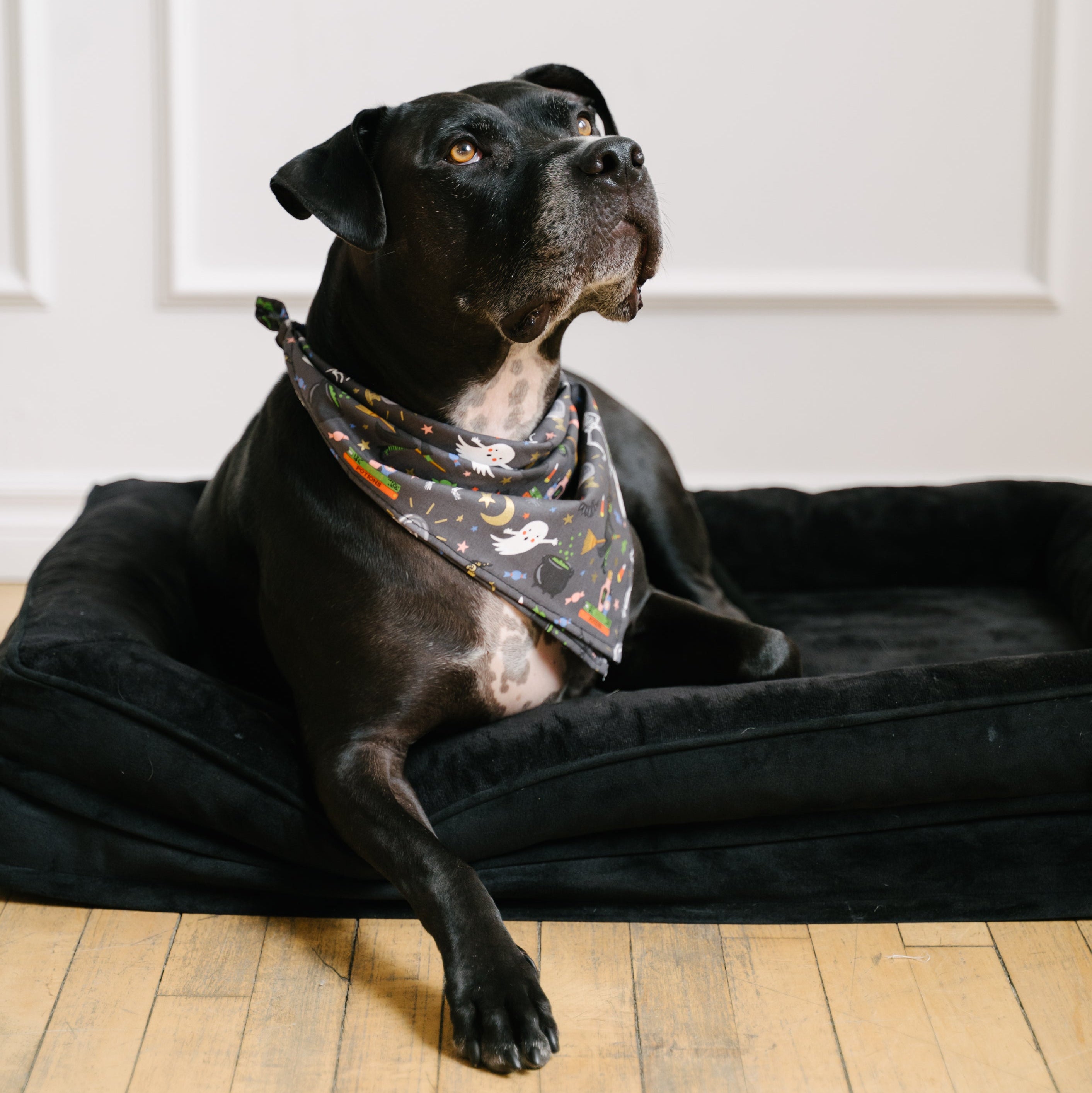 A black dog lying on a black pet bed on a light wood floor, wearing a patterned bandana. The background is a white paneled wall.