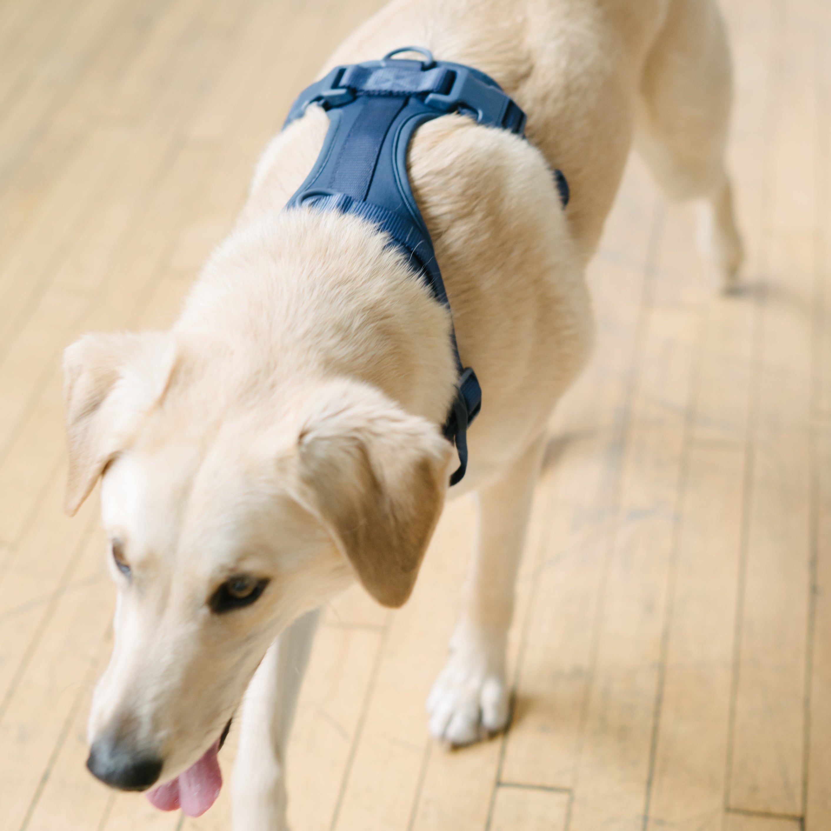 navy dog harness