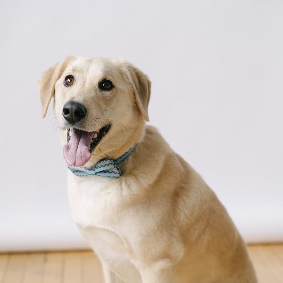 blue and green dog bow tie