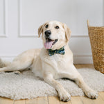 green dog bow tie