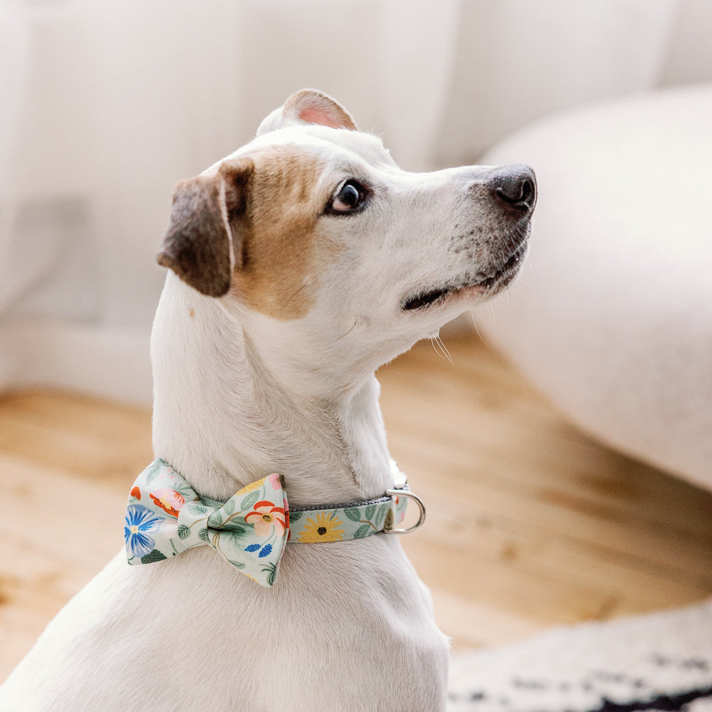 dog bow tie collar