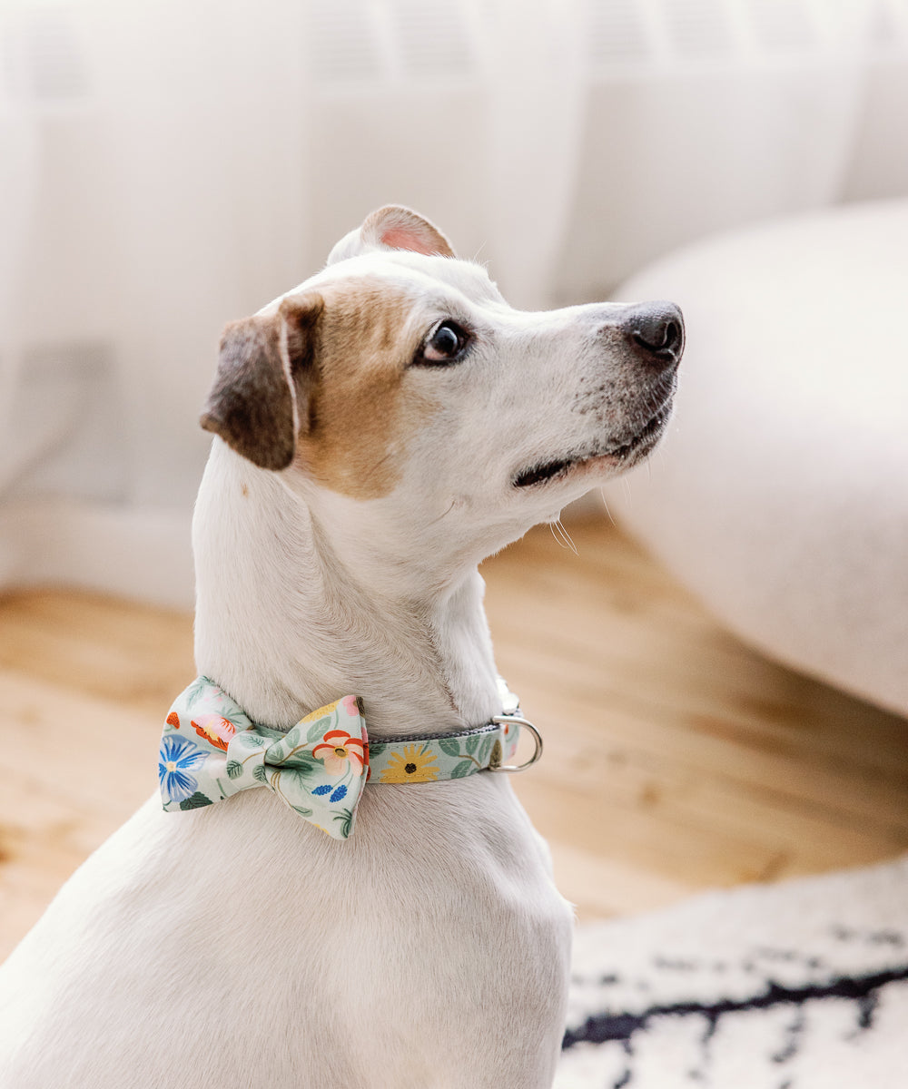 dog bow tie collar