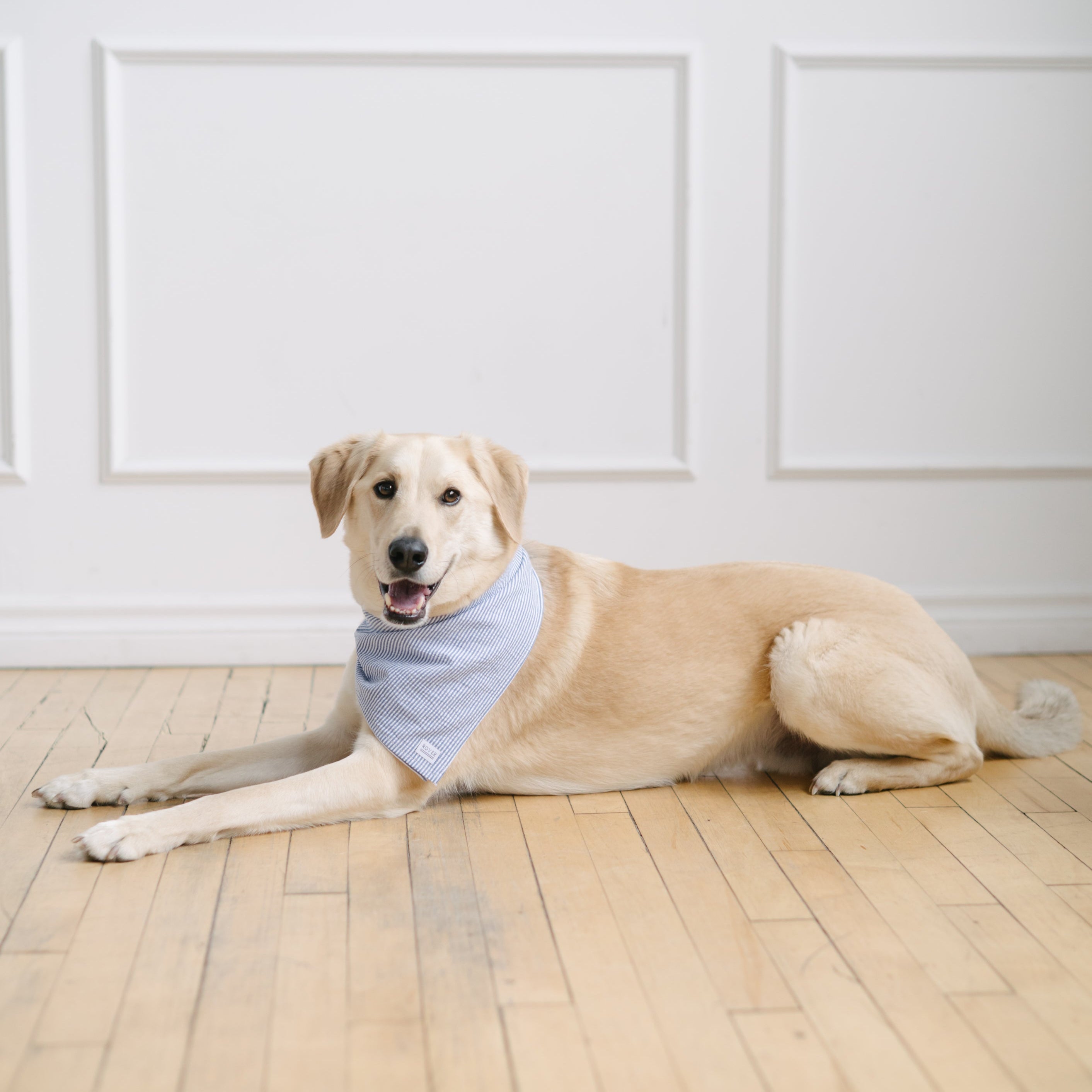 seersucker dog bandana