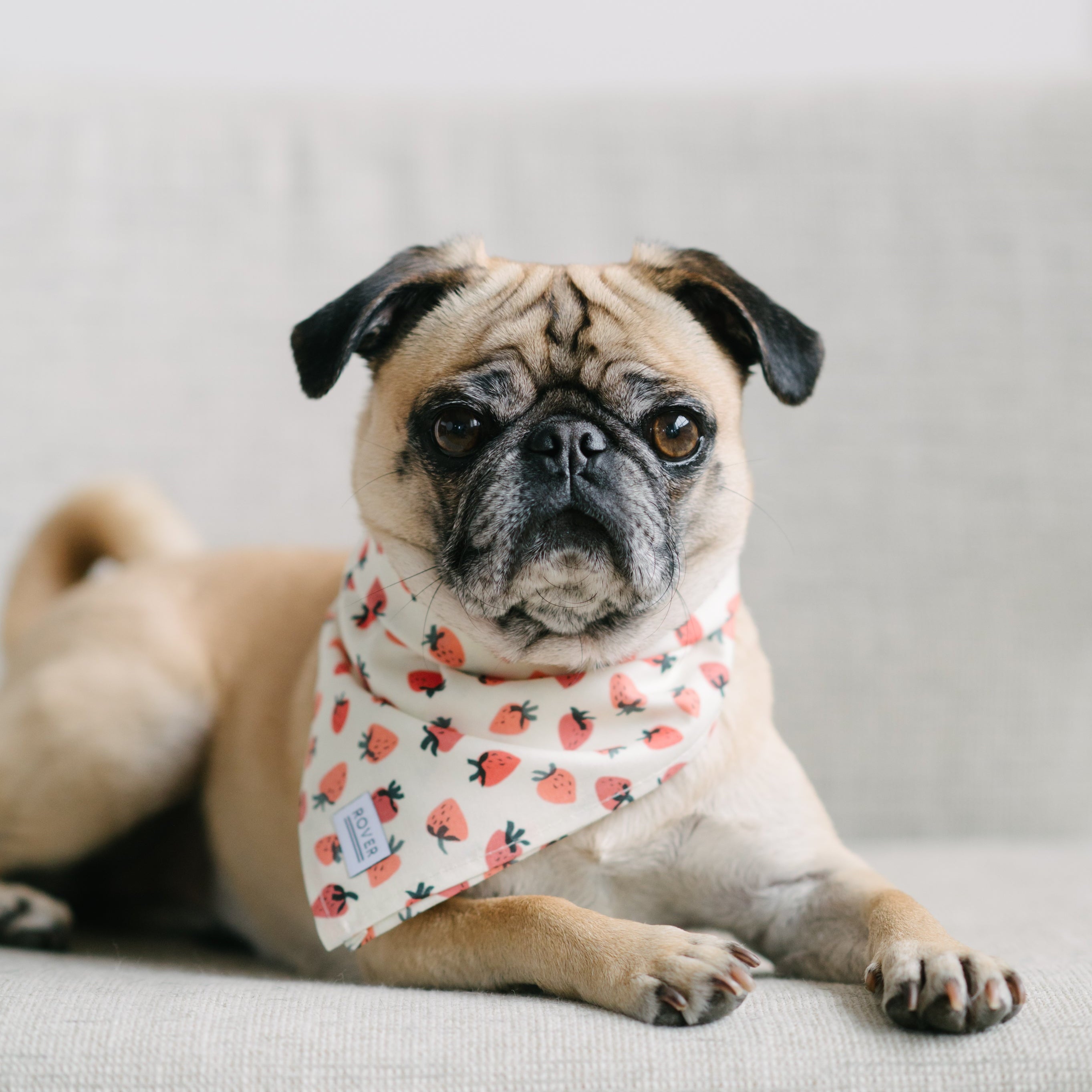 strawberry dog bandana