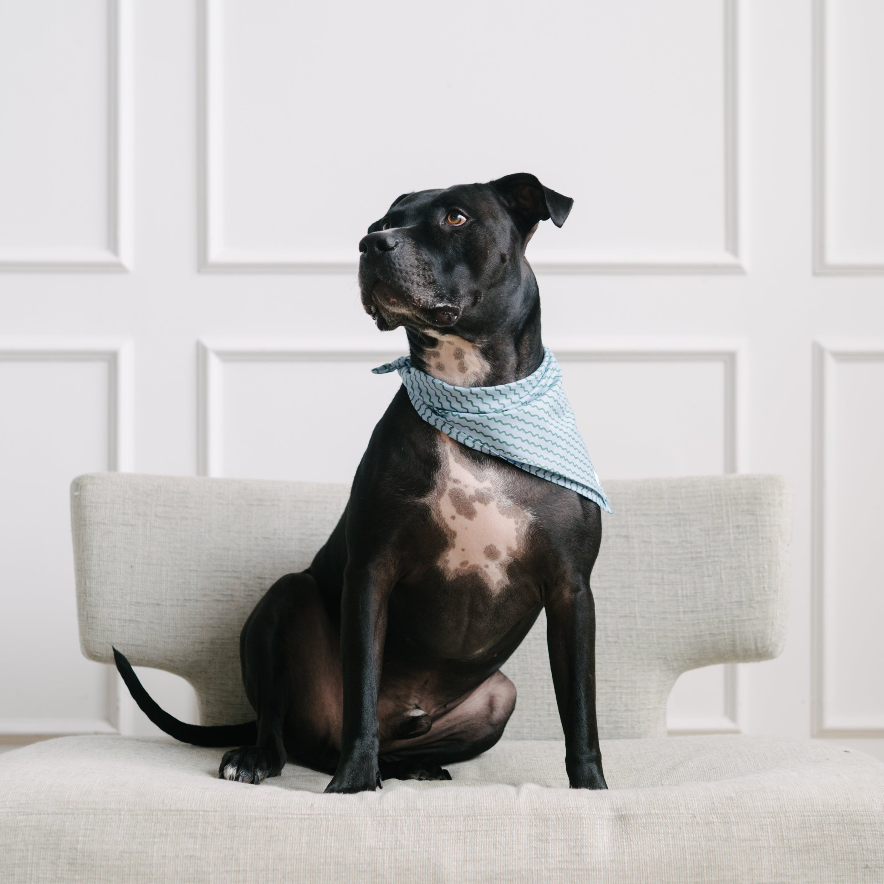 summer dog bandana