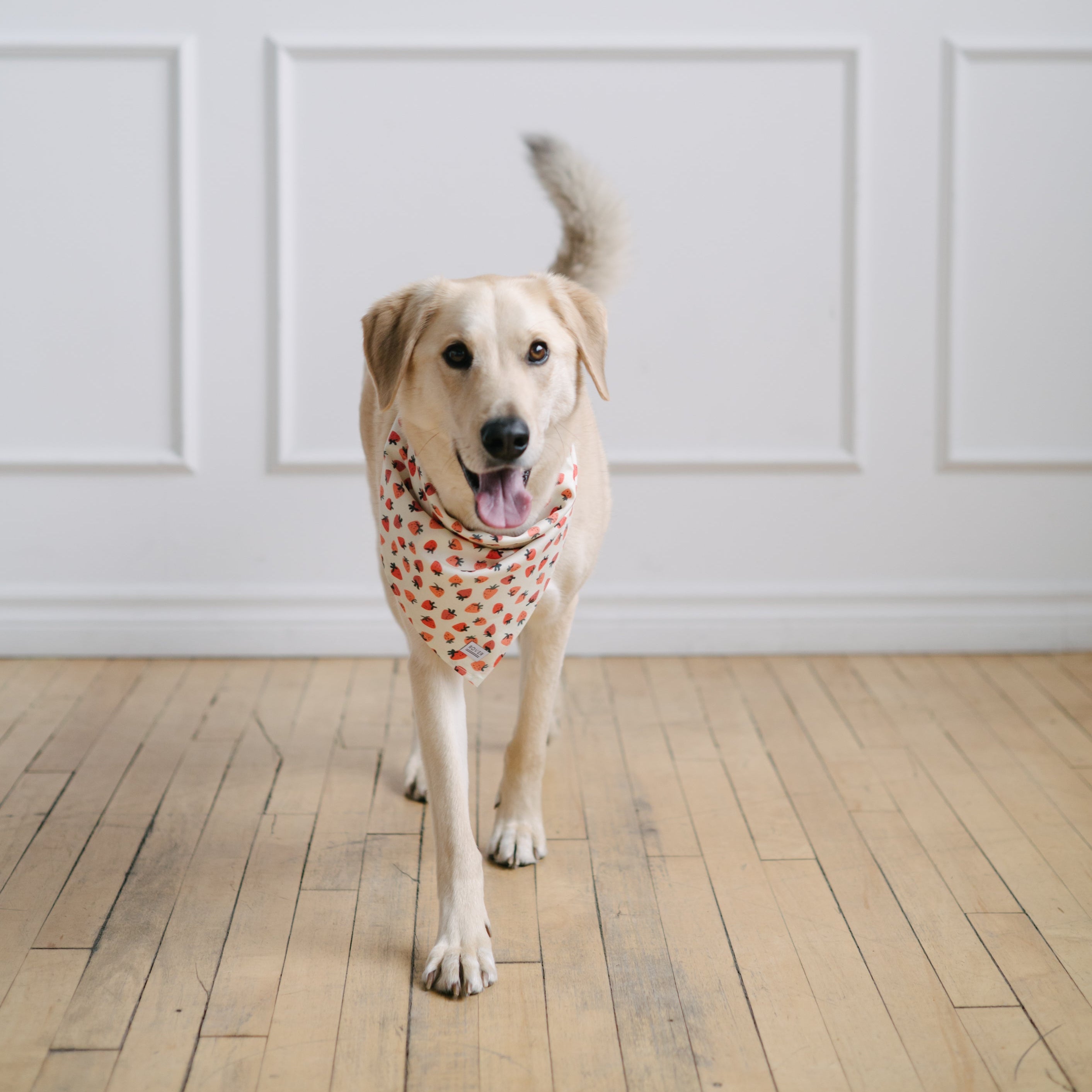 strawberry dog bandana