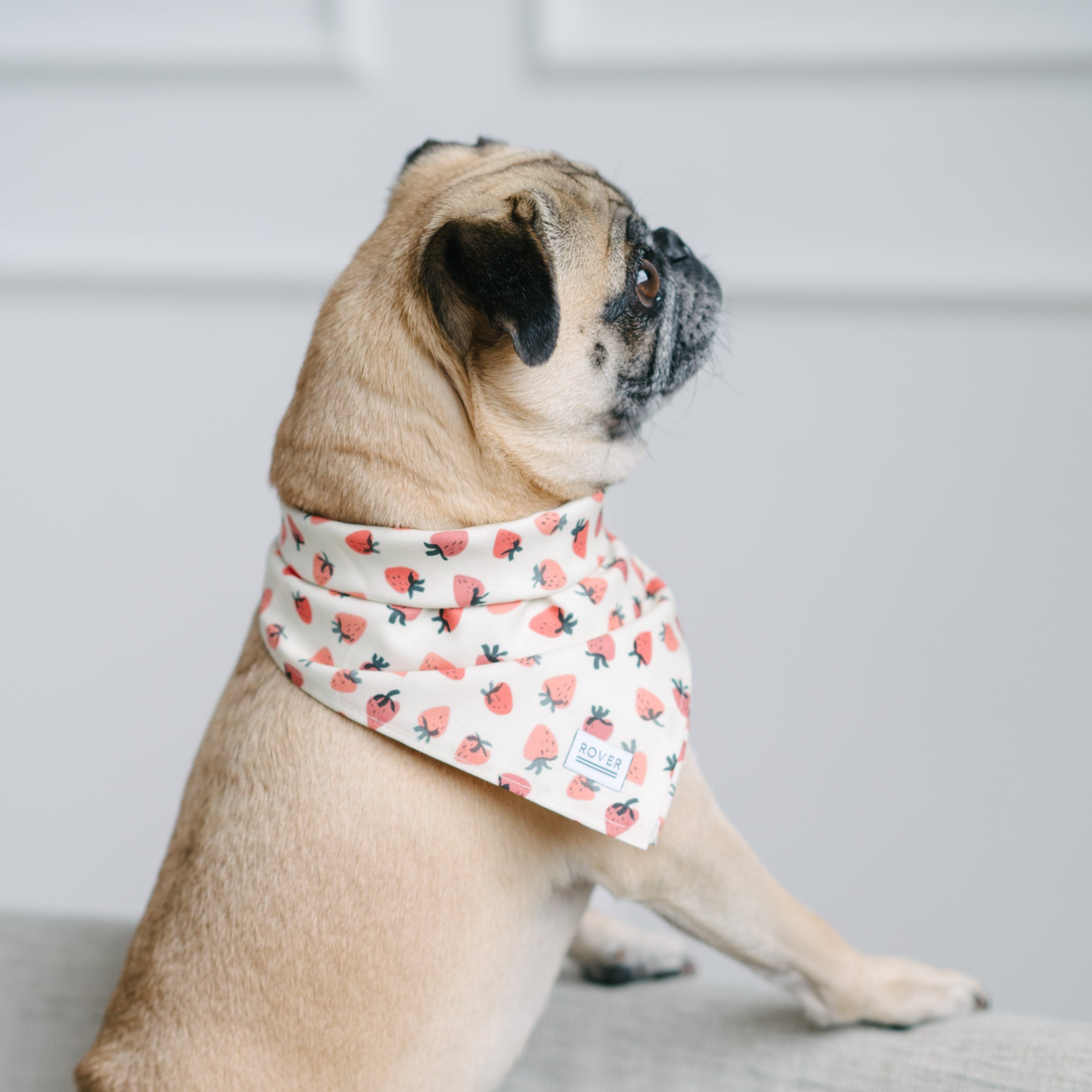strawberry dog bandana