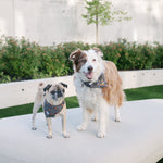 Two dogs wearing patterned bandanas stand on a white outdoor bench in a landscaped garden setting with green grass, shrubs, and a light-colored wall behind them.