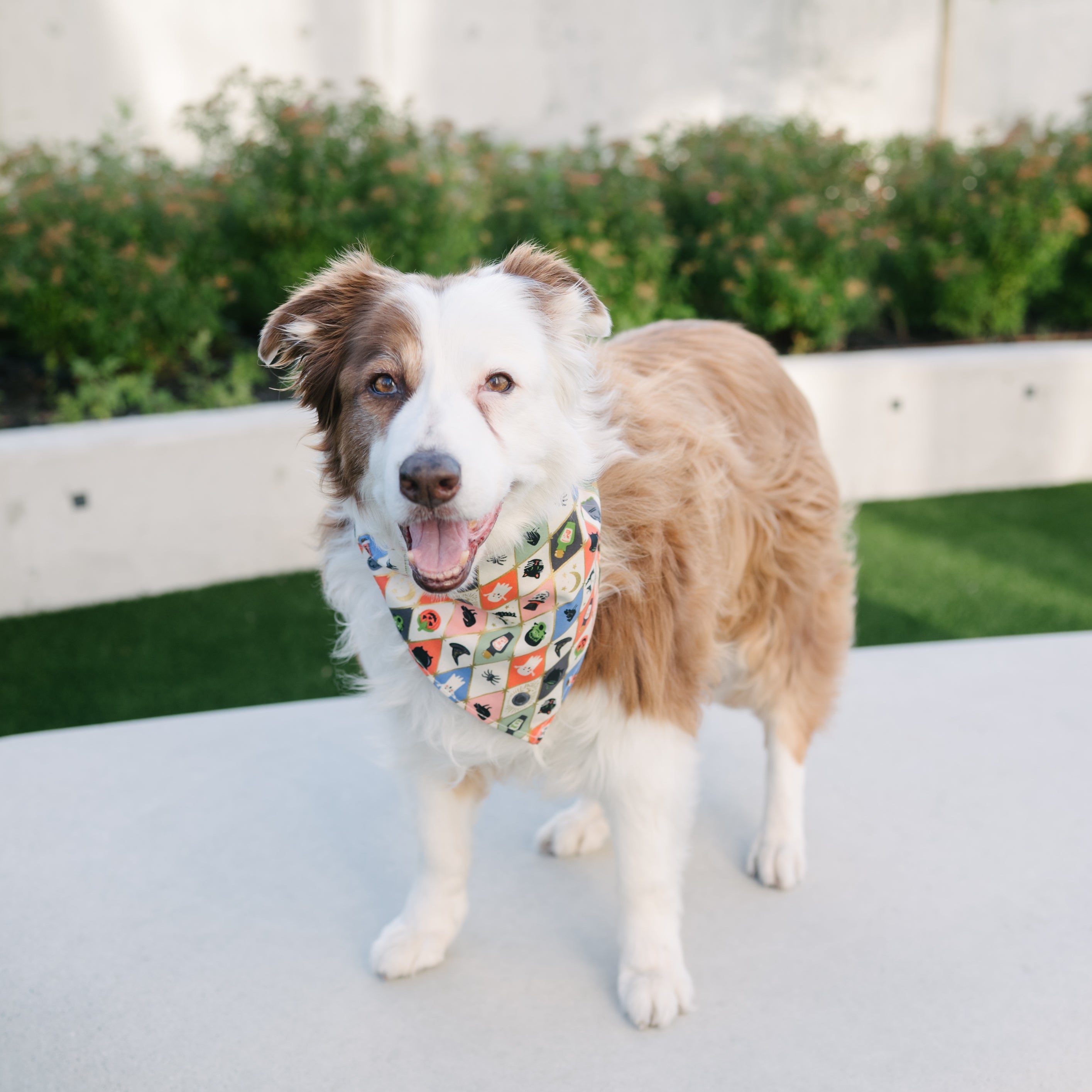 A brown and white Border Collie dog standing on a light-colored patio, wearing a colorful patterned bandana around its neck.