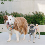 Two dogs wearing patterned bandanas standing on a white outdoor patio with green grass and a modern wall in the background.