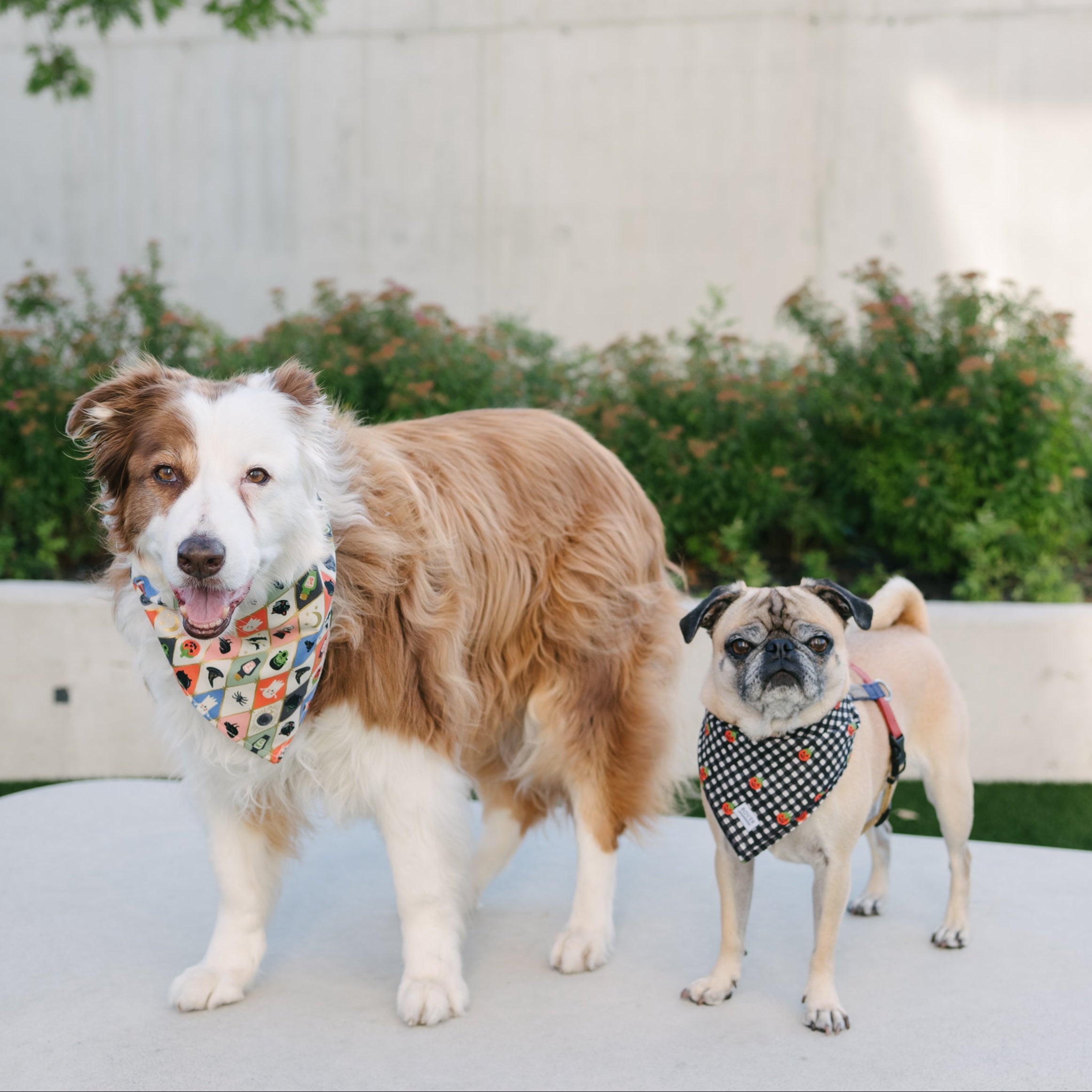 Two dogs wearing patterned bandanas standing on a white outdoor patio with green grass and a modern wall in the background.