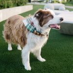 A brown and white dog wearing a green and white plaid bandana collar, standing on green artificial turf in an outdoor park setting.