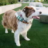 A brown and white dog wearing a green and white plaid bandana collar, standing on green artificial turf in an outdoor park setting.