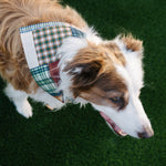 A brown and white dog wearing a green and white plaid bandana collar, standing on green artificial grass.