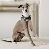 christmas lights dog bandana