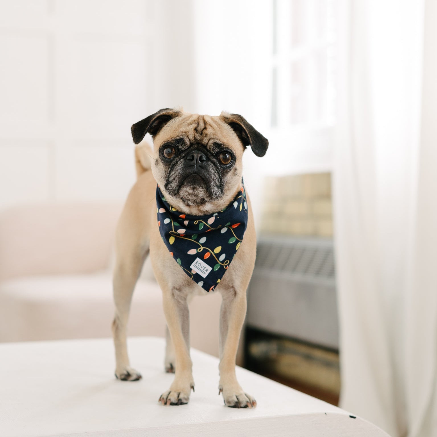 christmas lights dog bandana