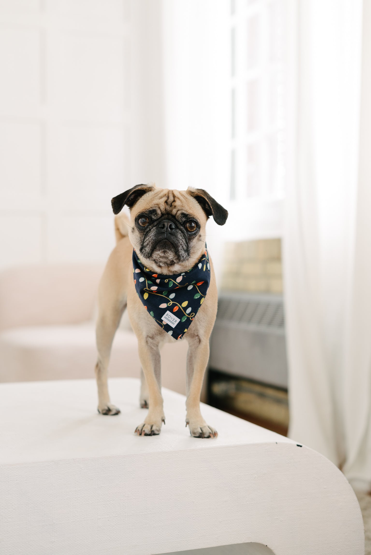 christmas lights dog bandana