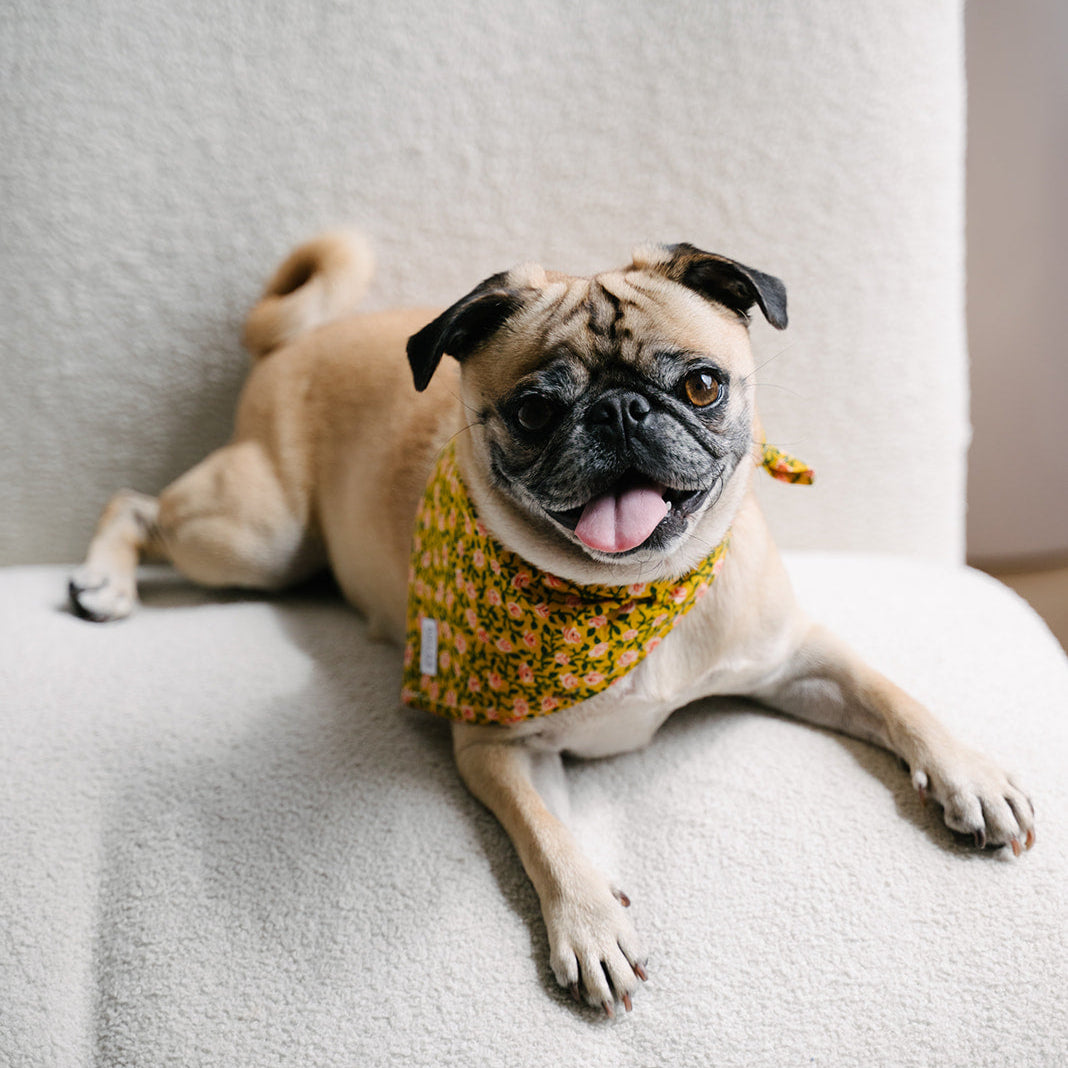 rose dog bandana