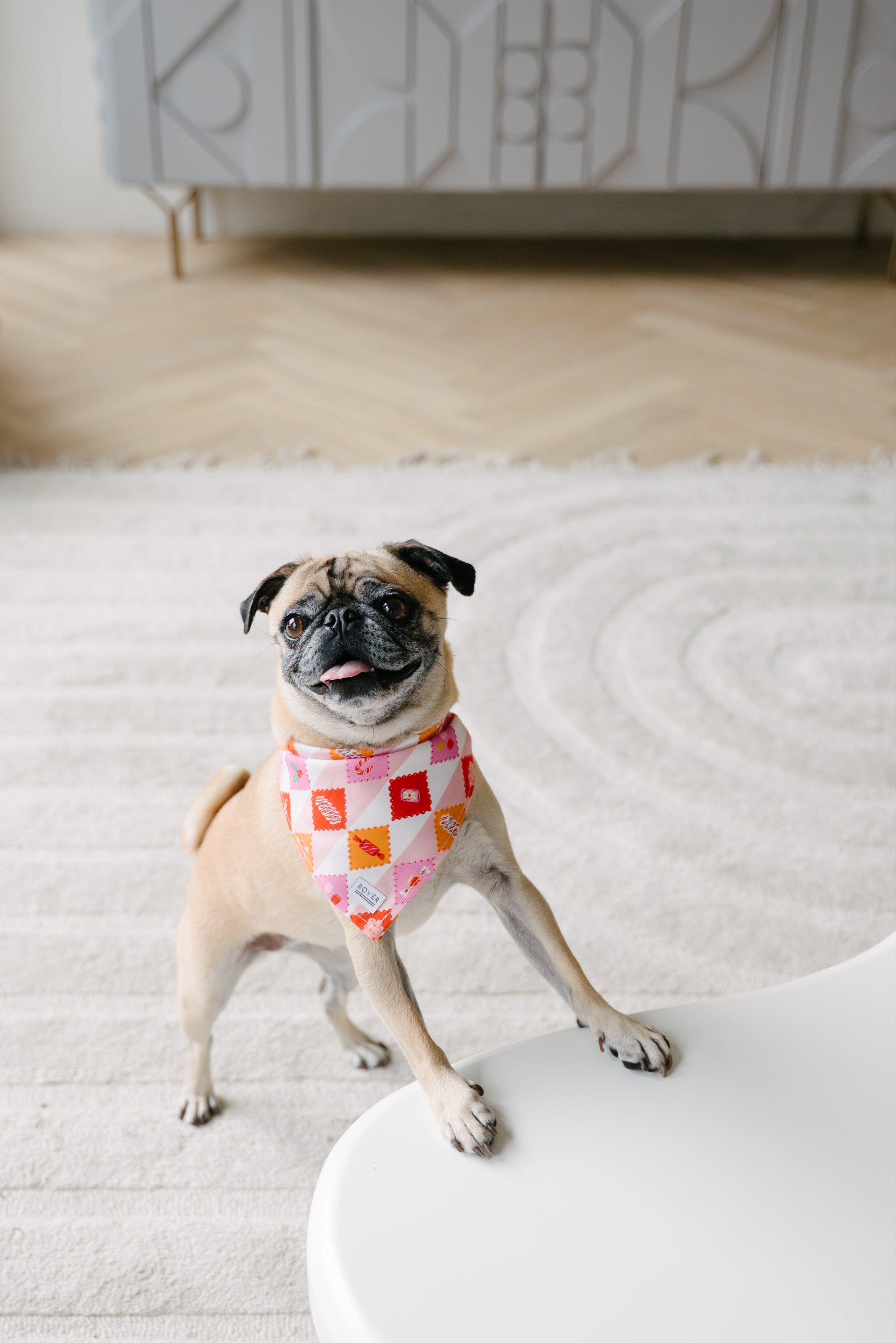 Pug wearing a colorful bandana on a light-colored rug