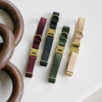 Set of dog collars in various colors on a white background