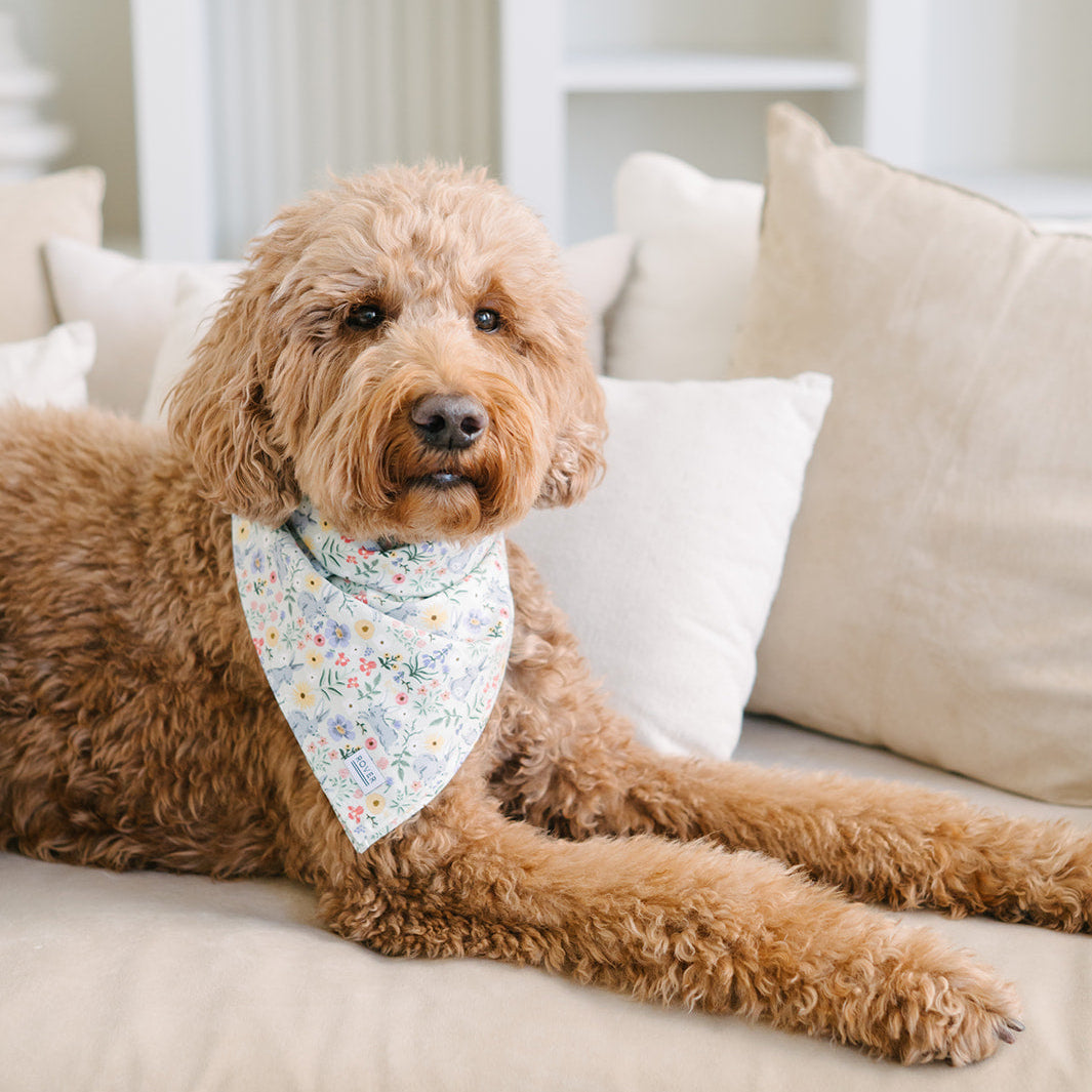 Brown dog wearing a floral bandana sitting on a beige couch.