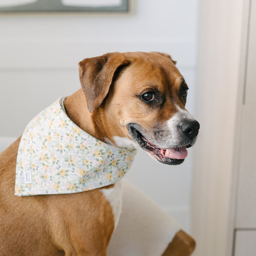 brown dog wearing a floral bandana