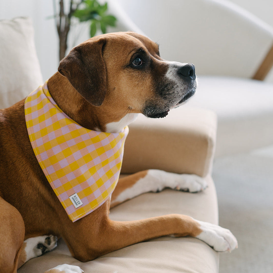 Dog wearing a yellow checkered bandana sitting on a couch