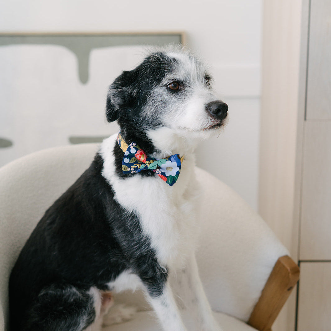 Dog wearing a colorful bandana sitting on a chair indoors.